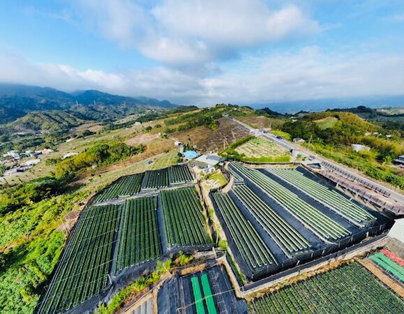 ▲苗栗大湖10家草莓園。（圖／大湖旅遊網提供））