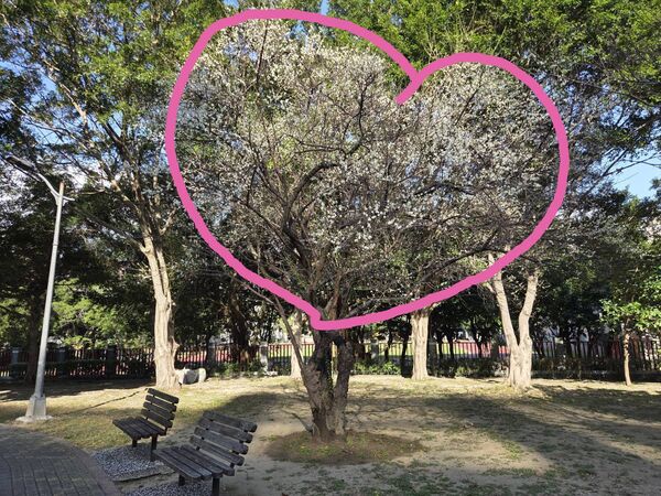 ▲北投區「奇岩4號綠地」園內逾30株梅花，近日陸續綻放。（圖／公園處提供）