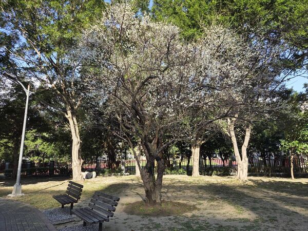 ▲北投區「奇岩4號綠地」園內逾30株梅花，近日陸續綻放。（圖／公園處提供）