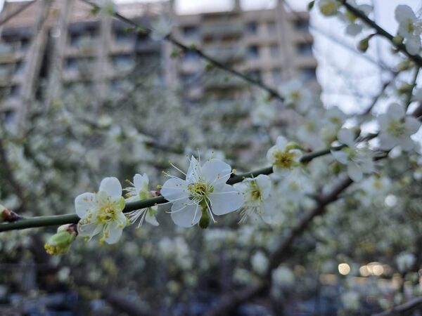 ▲北投區「奇岩4號綠地」園內逾30株梅花，近日陸續綻放。（圖／公園處提供）