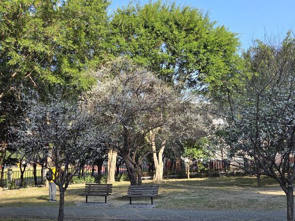 ▲北投區「奇岩4號綠地」園內逾30株梅花，近日陸續綻放。（圖／公園處提供）