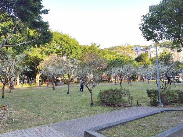▲北投區「奇岩4號綠地」園內逾30株梅花，近日陸續綻放。（圖／公園處提供）