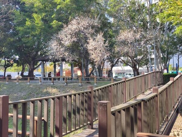▲北投區「奇岩4號綠地」園內逾30株梅花，近日陸續綻放。（圖／公園處提供）