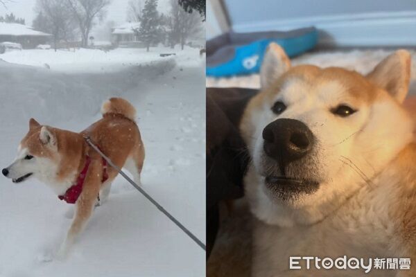 ▲。（圖／Threads@hawado_hsu提供，請勿隨意翻拍，以免侵權。）