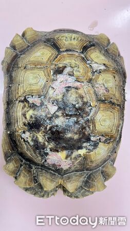 ▲▼   【疑失控犬群攻擊】民宿寵物龜遭啃咬重傷　飼主憂：下次恐是孩童   。（圖／記者翁伊森翻攝）