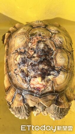 ▲▼   【疑失控犬群攻擊】民宿寵物龜遭啃咬重傷　飼主憂：下次恐是孩童   。（圖／記者翁伊森翻攝）