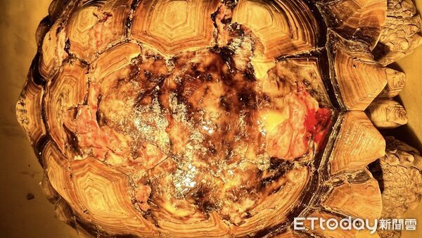 ▲▼   【疑失控犬群攻擊】民宿寵物龜遭啃咬重傷　飼主憂：下次恐是孩童   。（圖／記者翁伊森翻攝）