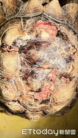 ▲▼   【疑失控犬群攻擊】民宿寵物龜遭啃咬重傷　飼主憂：下次恐是孩童   。（圖／記者翁伊森翻攝）