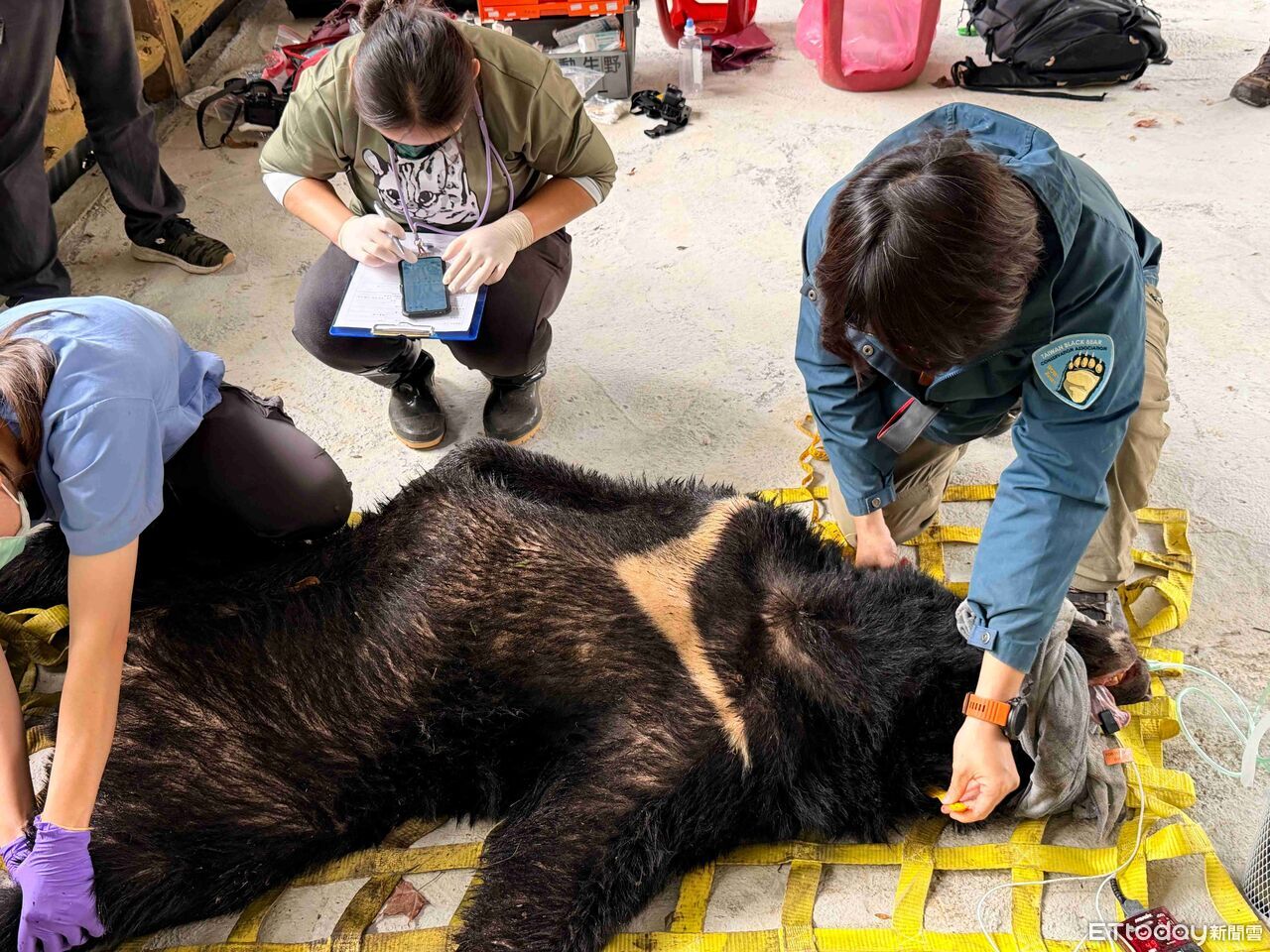 侵擾阿里山11處工寮 台灣黑熊落網了!完成野放