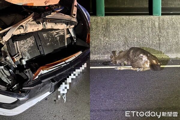 超巨水鹿衝進國3!自小客剎不住猛撞車頭凹陷 牠當場慘死