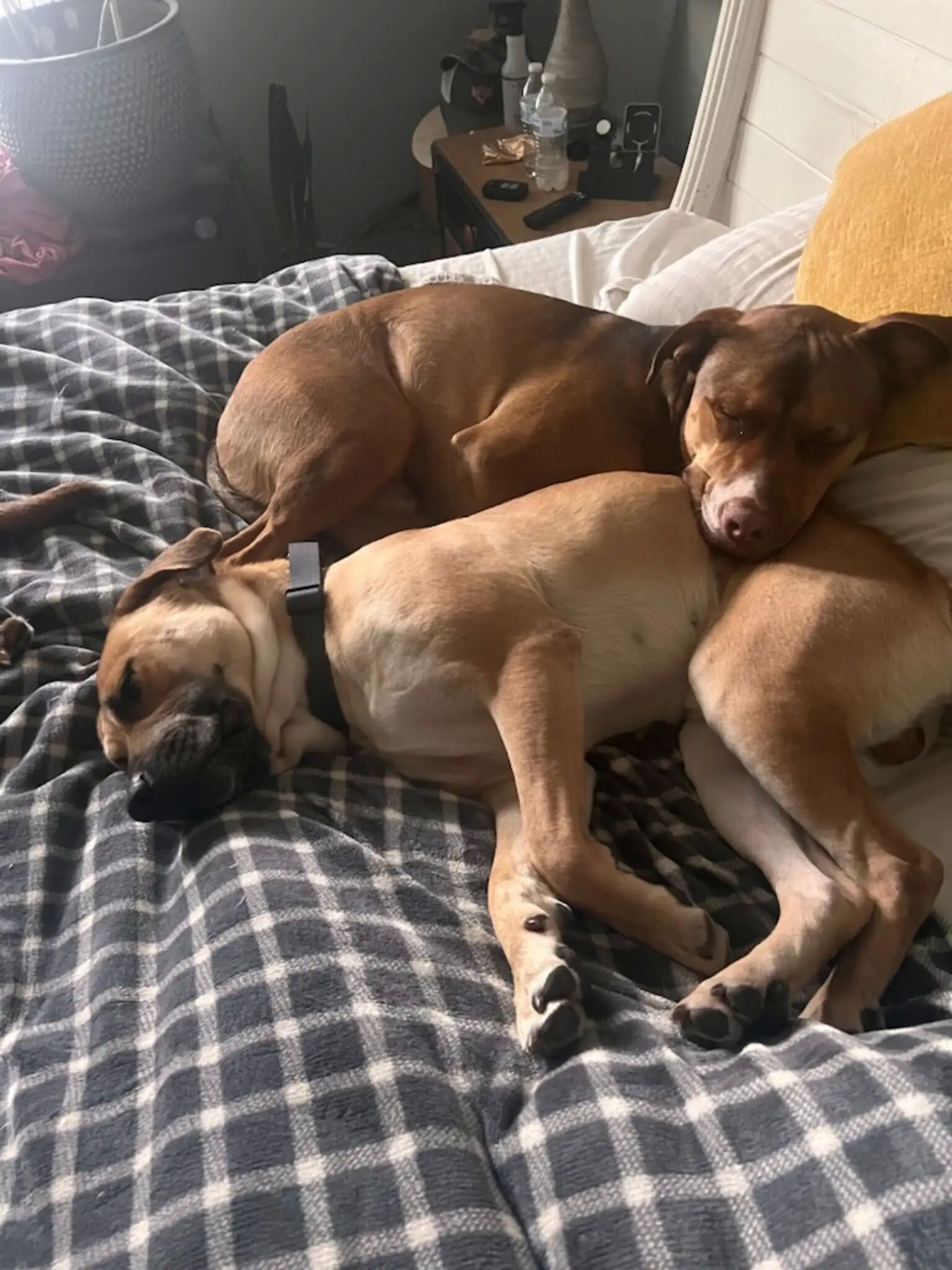 ▲一周寄養成永恆羈絆！收容所黃狗招牌瞇瞇眼燦笑　融化千萬網友。（圖／翻攝自Facebook／Best Friends Pet Resource Center）