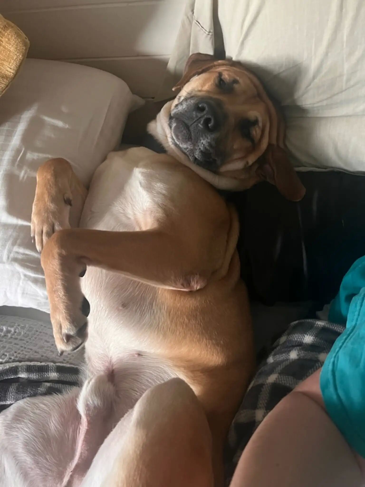 ▲一周寄養成永恆羈絆！收容所黃狗招牌瞇瞇眼燦笑　融化千萬網友。（圖／翻攝自Facebook／Best Friends Pet Resource Center）