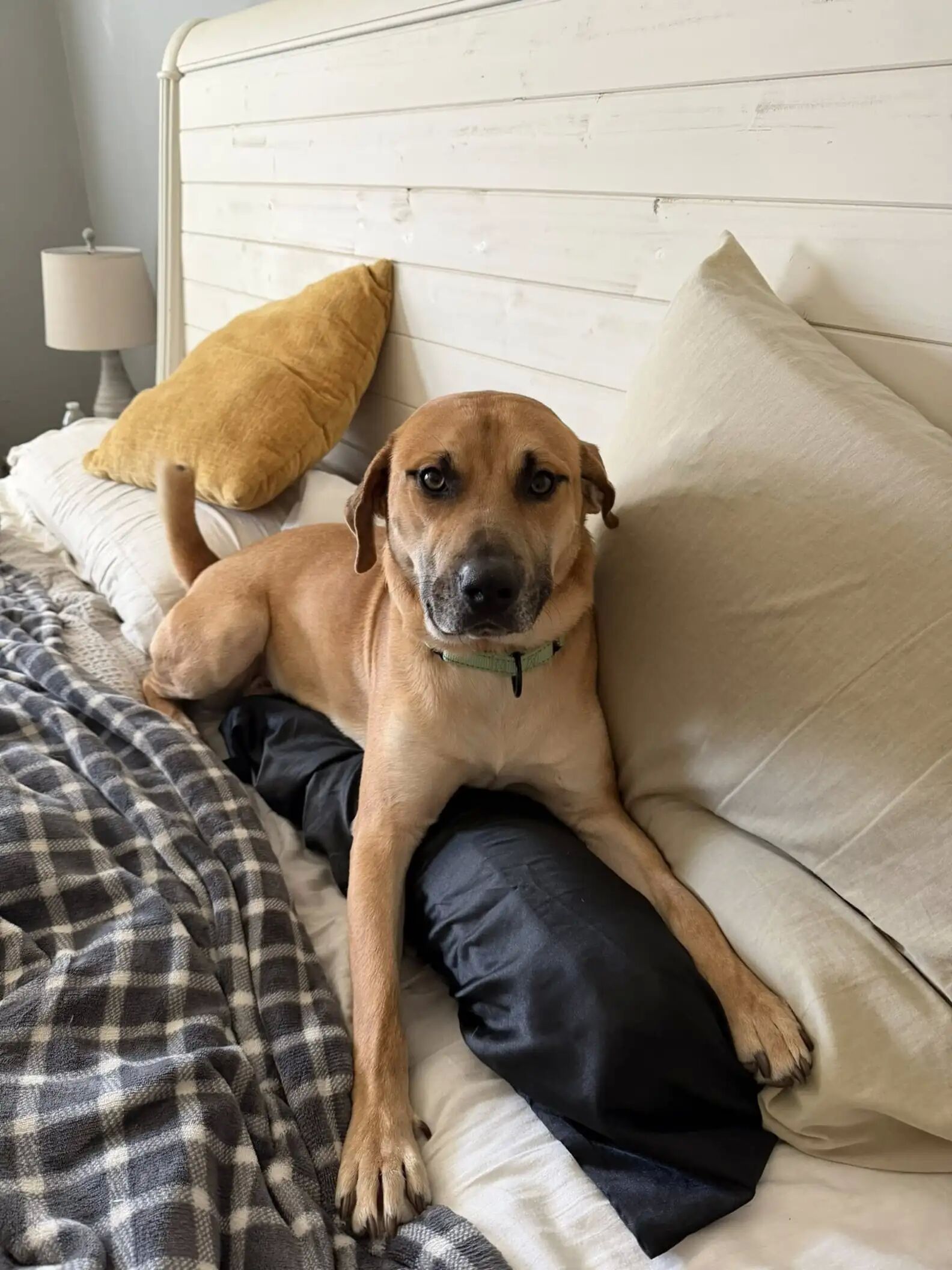 ▲一周寄養成永恆羈絆！收容所黃狗招牌瞇瞇眼燦笑　融化千萬網友。（圖／翻攝自Facebook／Best Friends Pet Resource Center）