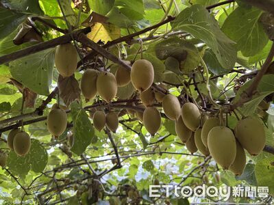 台灣也有奇異果！苗栗大湖有生產　9成熟才採收香甜可口