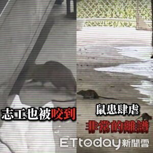 北市爆今年首例漢他病毒　陳宥丞揭動物之家鼠患嚴重畫面曝