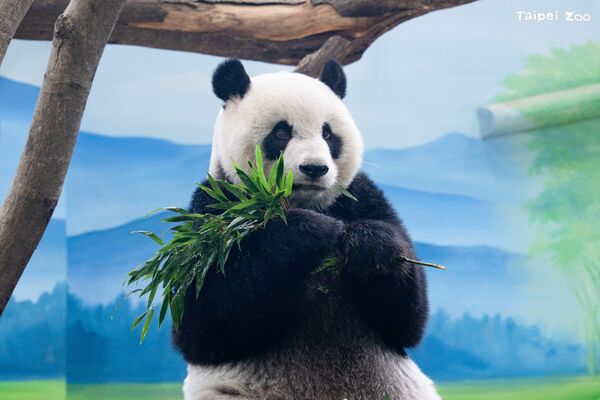 ▲。（圖／臺北市立動物園提供）