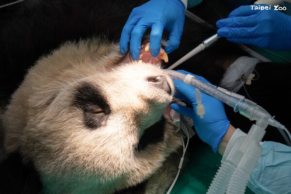 ▲。（圖／臺北市立動物園提供）