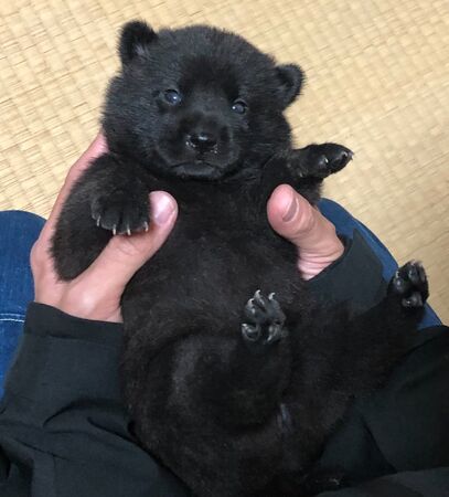 ▲。（圖／翻攝自X／@_ukai_）