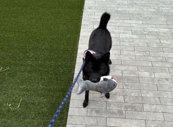 ▲。（圖／翻攝自X／@_ukai_）