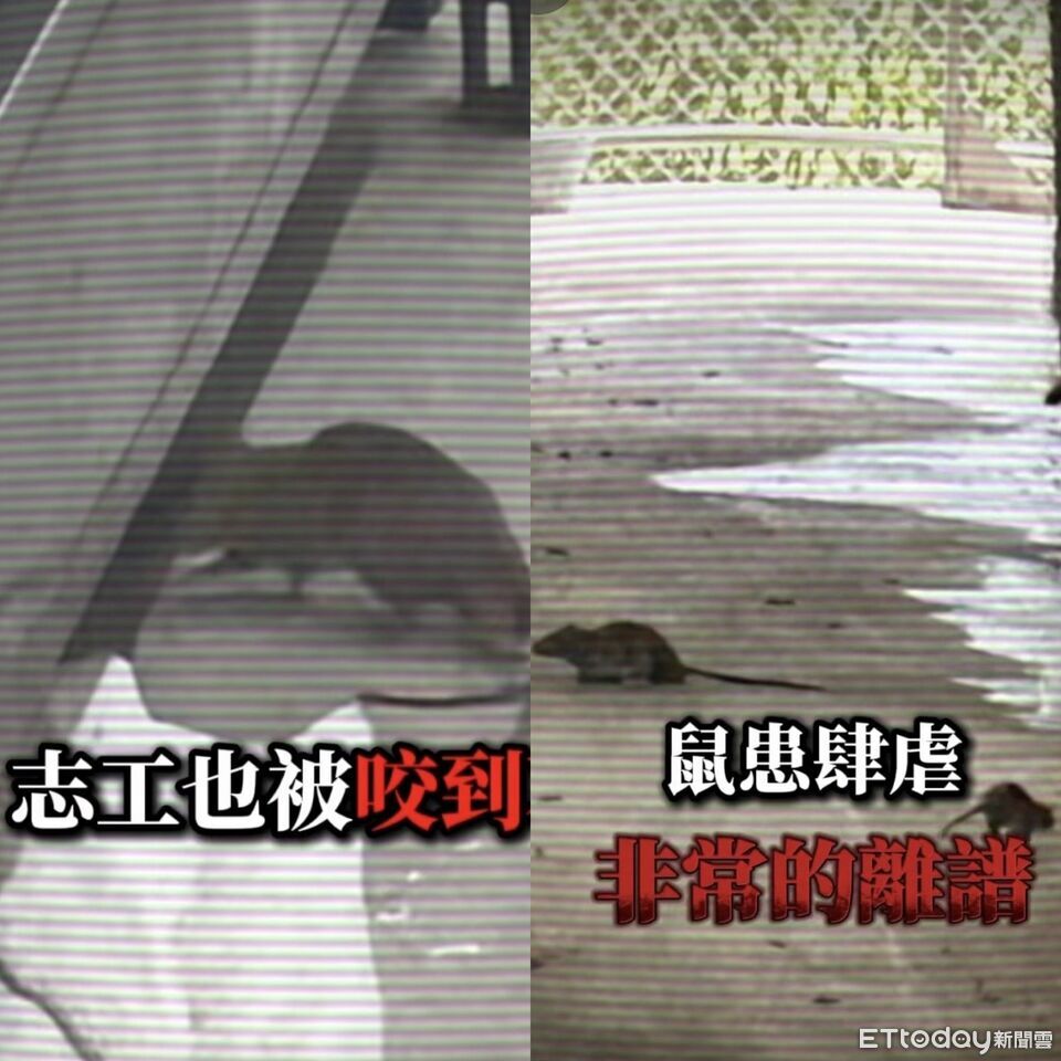 北市爆今年首例漢他病毒 陳宥丞揭動物之家鼠患嚴重畫面曝