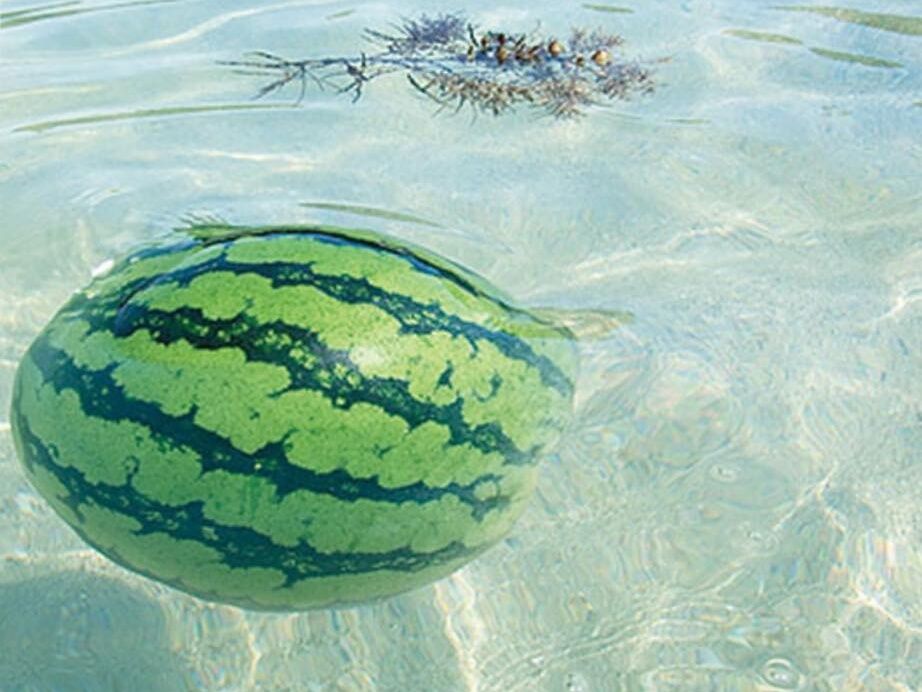 看到「水面漂西瓜」千萬別撿!發文者示警 背後原因令人鼻酸