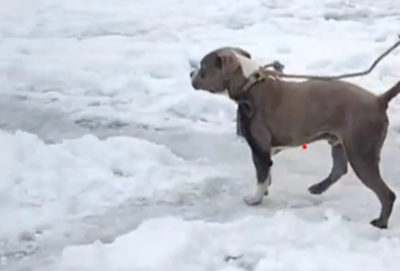 19歲網紅爬雪山活活凍死！　愛犬頂暴風雪「守屍4天」不吃不喝