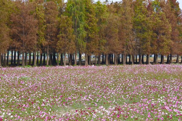 ▲▼台南六甲落羽松。（圖／台南市政府提供）