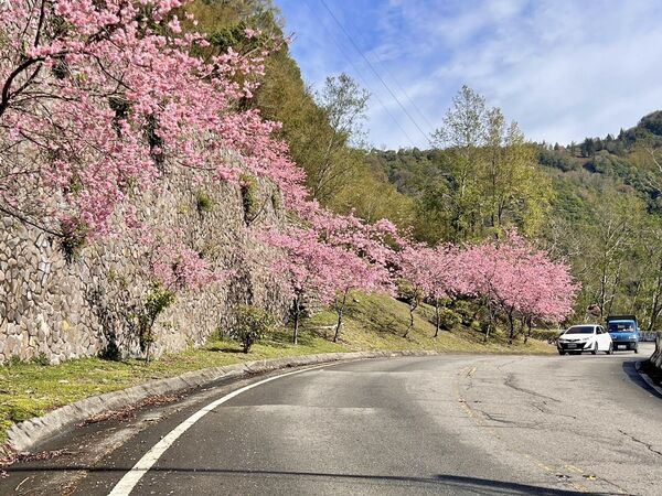 ▲▼北橫賞櫻地圖。（圖／桃園市政府提供）