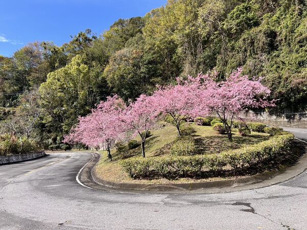 ▲▼北橫賞櫻地圖。（圖／桃園市政府提供）