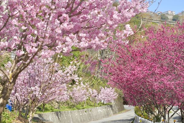 ▲▼北橫賞櫻地圖。（圖／桃園市政府提供）