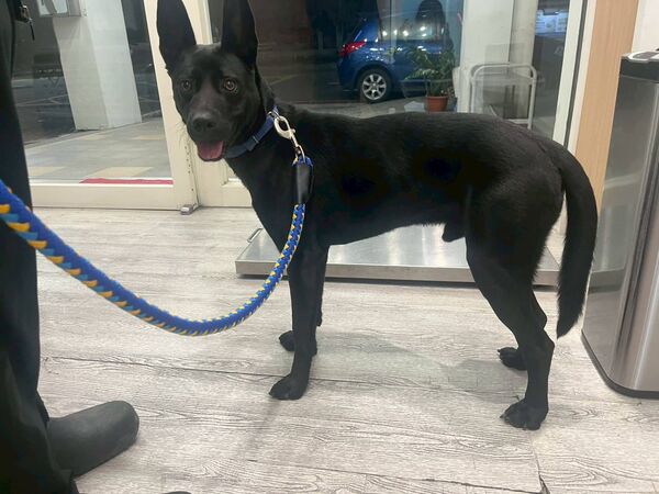 台中梧棲狗受虐。（圖／翻攝自江河樹臉書）