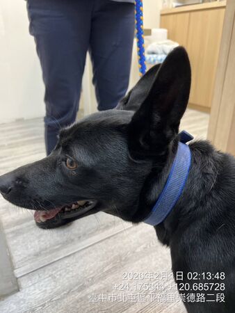 台中梧棲狗受虐。（圖／翻攝自江河樹臉書）