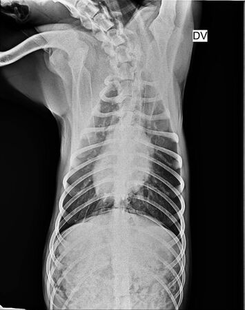 台中梧棲狗受虐。（圖／翻攝自江河樹臉書）