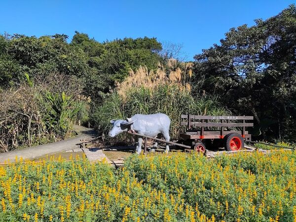 ▲貓空山區的樟樹步道，每到冬末初春便迎來魯冰花花季。（圖／公園處提供）