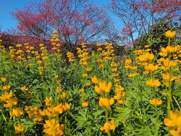 ▲貓空山區的樟樹步道，每到冬末初春便迎來魯冰花花季。（圖／公園處提供）