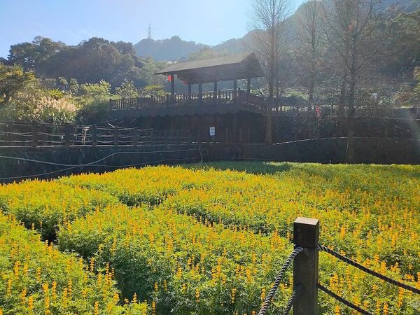 ▲貓空山區的樟樹步道，每到冬末初春便迎來魯冰花花季。（圖／公園處提供）