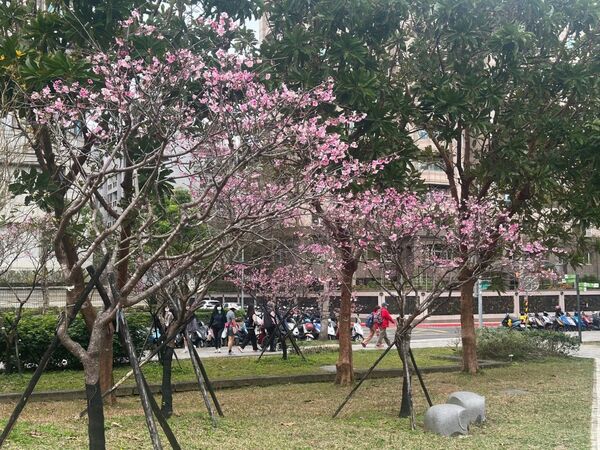 ▲象山公園由華納社區認養並維護園區內105株櫻花。（圖／華納社區櫻花會提供）