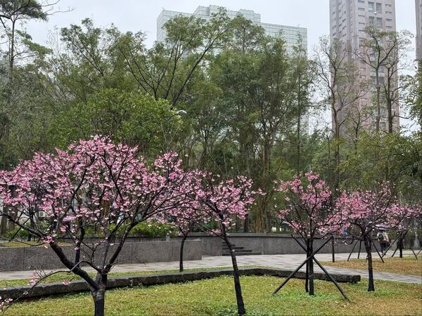 ▲象山公園由華納社區認養並維護園區內105株櫻花。（圖／華納社區櫻花會提供）