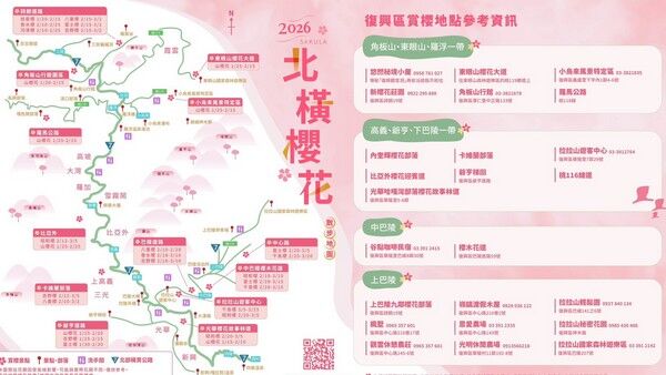 ▲北橫櫻花季將啟動