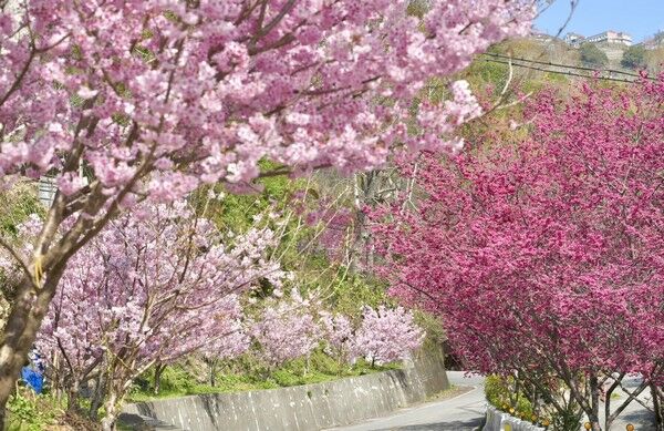 ▲北橫櫻花季將啟動