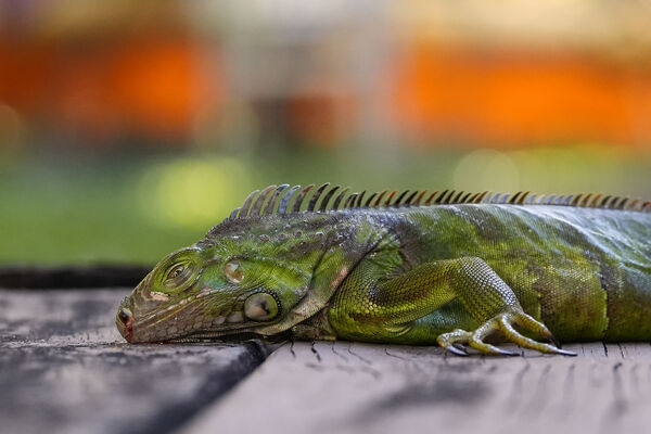 ▲▼美國暴風雪極端低溫寒流,佛州綠鬣蜥倒地。(圖/達志影像/美聯社)