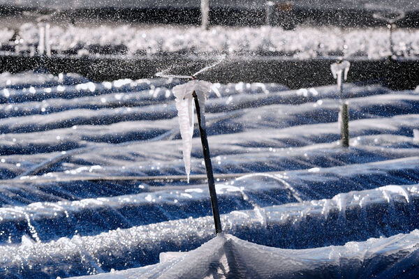 ▲▼美國暴風雪極端低溫寒流,佛州。(圖/達志影像/美聯社)