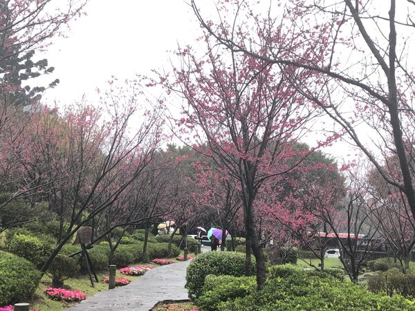 ▲陽明山花鐘廣場一帶迎來山櫻花盛開，花況約5成。（圖／公園處提供）
