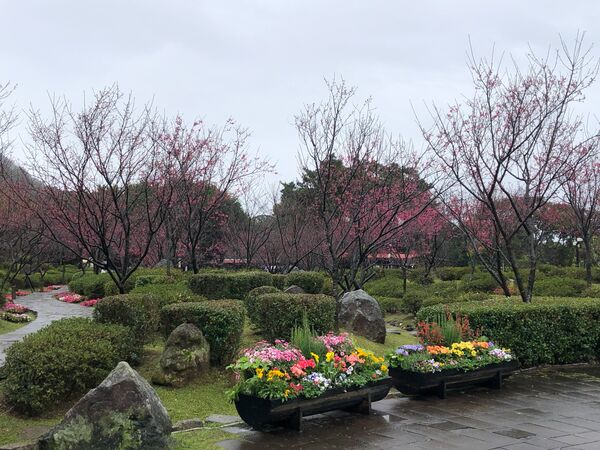 ▲陽明山花鐘廣場一帶迎來山櫻花盛開，花況約5成。（圖／公園處提供）