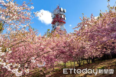 全台9大賞櫻景區懶人包　阿里山一路美到4月