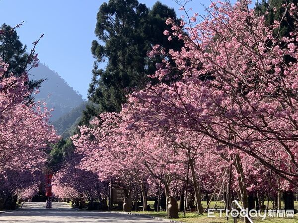 ▲▼賞櫻熱點。（圖／觀光署提供）
