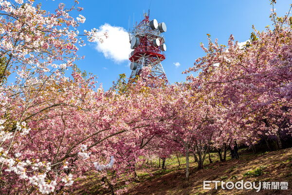 ▲▼賞櫻熱點。（圖／觀光署提供）