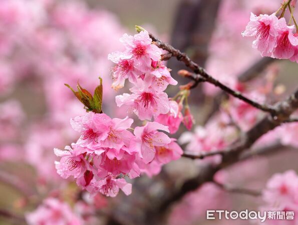 ▲▼賞櫻熱點。（圖／觀光署提供）