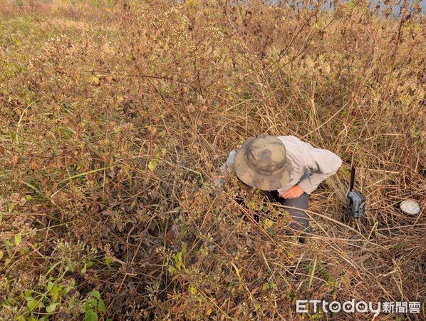 ▲草鴞幼鳥。（圖／林保署屏東分署提供）