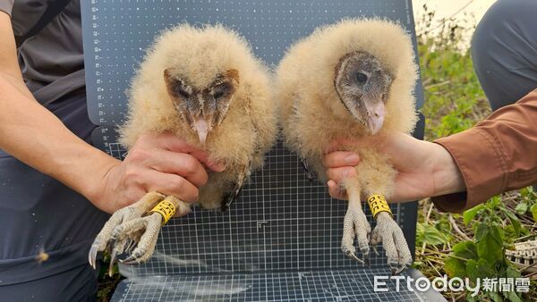 ▲草鴞幼鳥。（圖／林保署屏東分署提供）